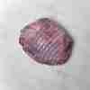 Venison Joints - Ben Rigby Game - Boneless (800g - 1.1kg) - Frozen